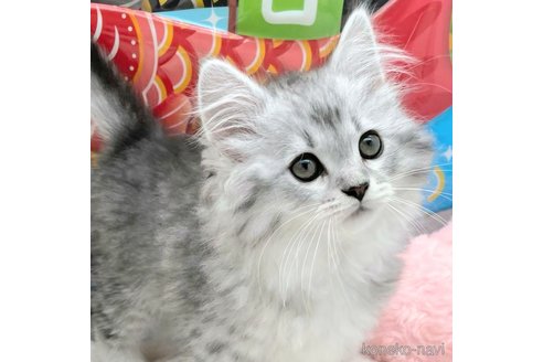 成約済の埼玉県のサイベリアン-76836の3枚目